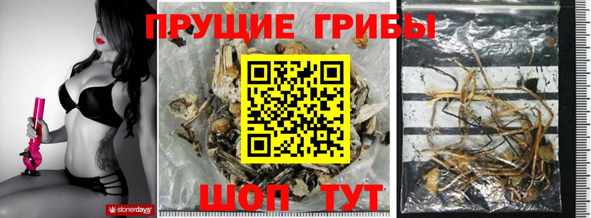 Галлюциногенные грибы мицелий Сосновый Бор